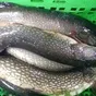рыба речная свежая в Димитровграде