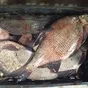 рыба речная свежая в Димитровграде 3