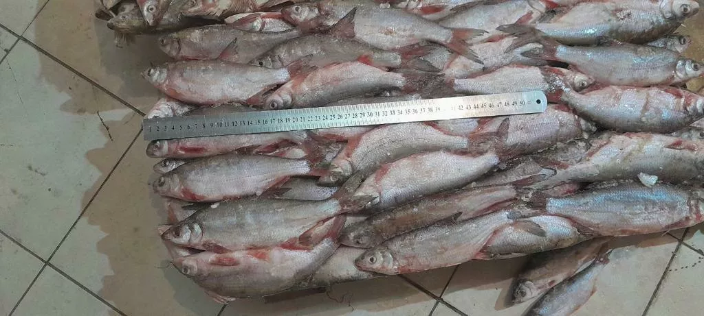 рыбец свежемороженый 180р/кг в Ульяновске и Ульяновской области 5