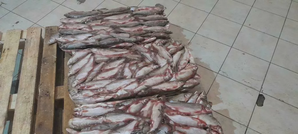 рыбец свежемороженый 180р/кг в Ульяновске и Ульяновской области