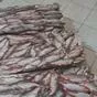 рыбец свежемороженый 180р/кг в Ульяновске и Ульяновской области