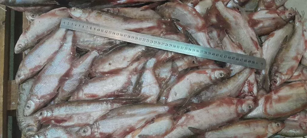 рыбец свежемороженый 180р/кг в Ульяновске и Ульяновской области 3