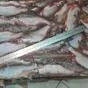 рыбец свежемороженый 180р/кг в Ульяновске и Ульяновской области 4