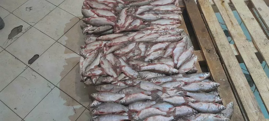 рыбец свежемороженый 180р/кг в Ульяновске и Ульяновской области 2